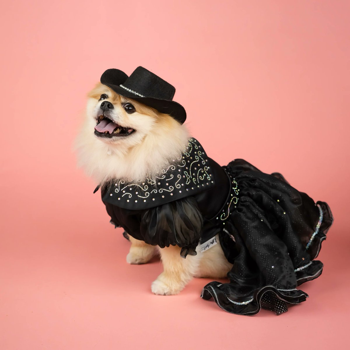 Doggy Parton tweet media