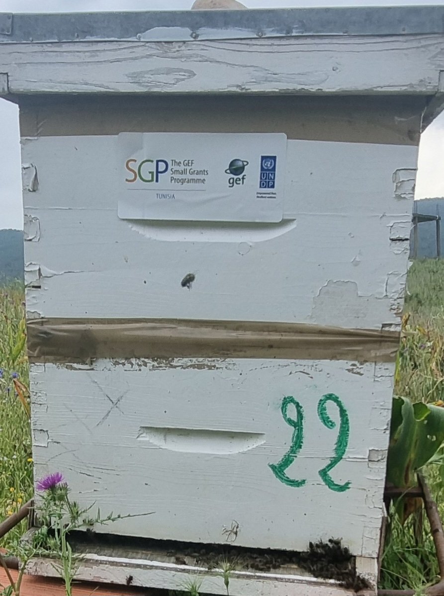 EFERCHICHI's tweet photo. The @GEF_SGP  in Tunisia 🇹🇳 has been contributing since long time to the  biodiversity preservation and supporting local communities strengthening their harmony with nature and sustainable development. https://t.co/jjqmZ9ZjDj