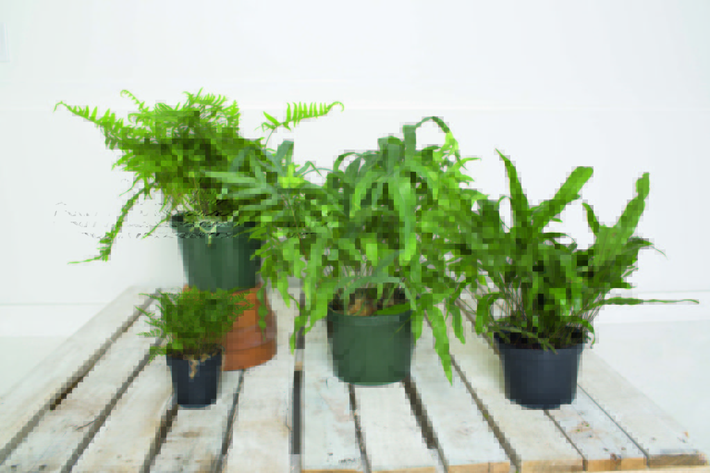 PaulMosleyAZ's tweet photo. Ferns add greenery indoors but need proper care to thrive. Along with regular watering, a good substrate is essential.

Here are three simple fern-growing recipes from The Complete Book of Ferns by
 https://t.co/eqeUzQ5lNs https://t.co/up4HIcteMV