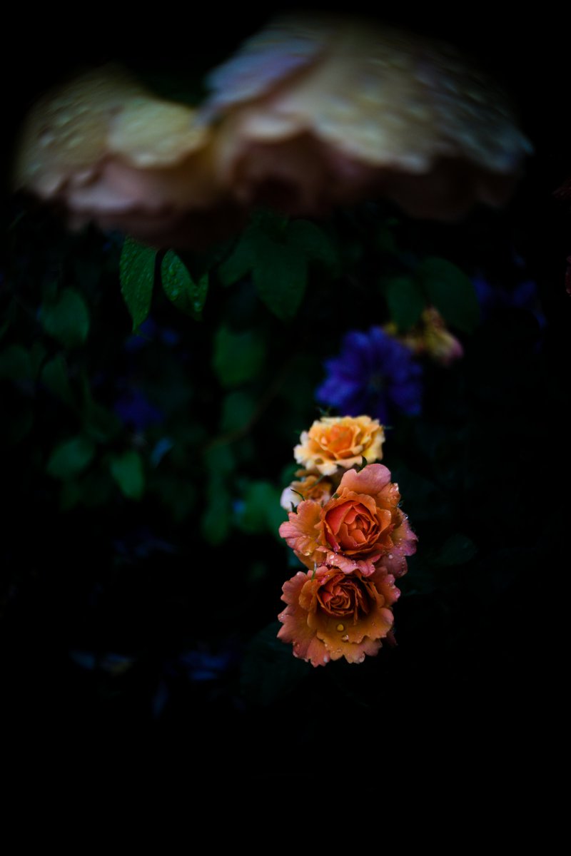 TokyoRedRose's tweet photo. Easytime
#Rose #Cmount #HarknessRoses https://t.co/IN5RmMaJAw