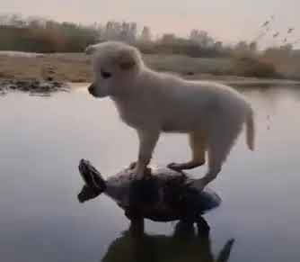 ShibaCrypto2316's tweet photo. $DOGJOCKEY / $SOL
Ca :
5wS2eQJXy2ZsWKtzv43Wy8Nzw7JRUdUzR1dHm2HUpump
ALpha Channel Call:https://t.co/T9EJBAX9EP
#memecoin #DOGJOCKEY https://t.co/8gXwKuvEQj