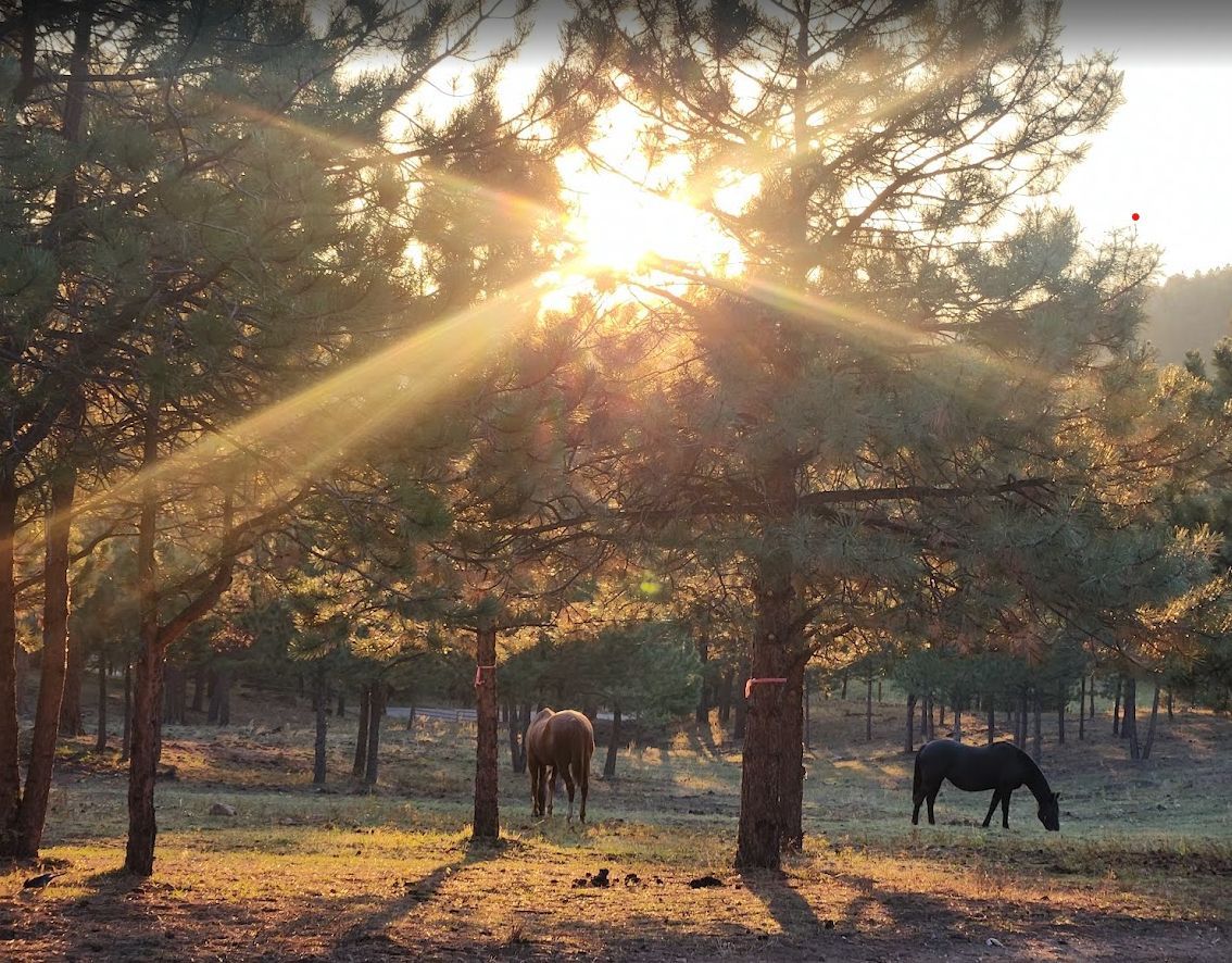 Resqranch's tweet photo. VOLUNTEER DAY this Sunday 5/25. We need you, your smile, and your energy! Come check out the view and help a great cause, these beautiful animals! Signup at https://t.co/0mTuEDW4rQ #ResqRanch #volunteers #nonprofit #animalsanctuary #mustangrescue https://t.co/6JA1Q8msqi