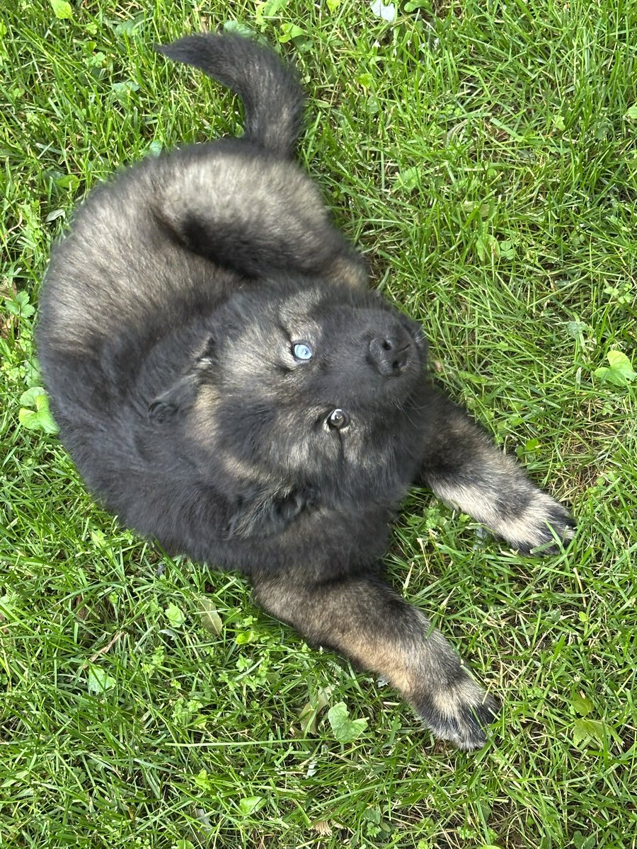 After a really rough half a year of 2025, it was time for some good.
Meet Knight.