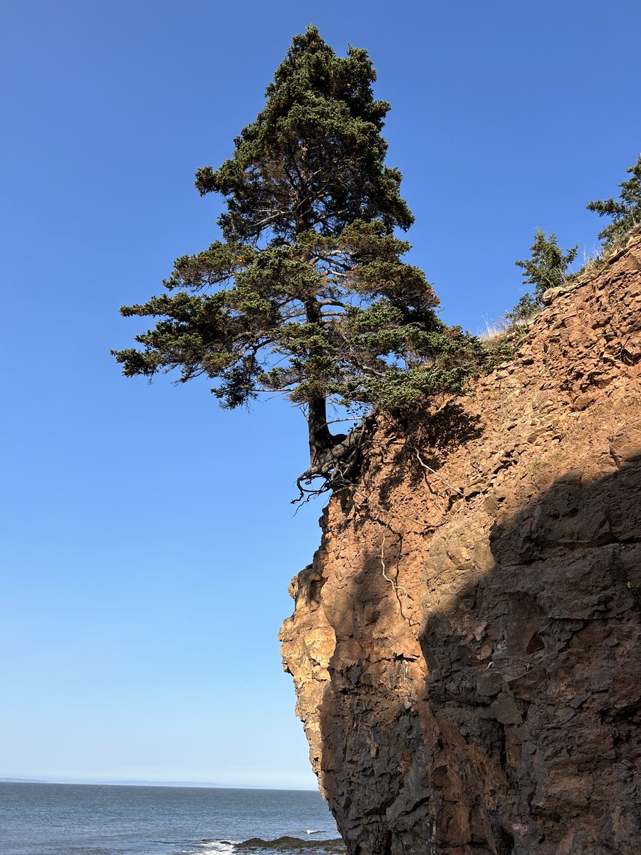 Standing strong on the edge—just like this tree in  beautiful Margaretsville, our community is holding on for Sandy Lake.  Imagine a watershed where wild salmon still run, just a bus ride from the city—yet its future is threatened by special planning.