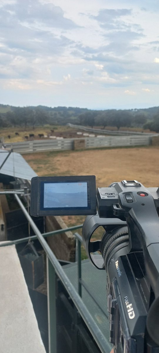 Ayer en Las Ventas. Hoy en el campo bravo de Jaén.

Días intensos, pero con mucha ilusión.
Próximamente en <a href="/JaenTaurino/">JaénTaurino</a>