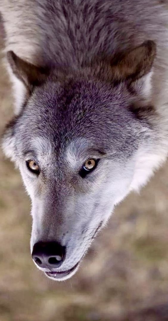 Wolf (@wolflope) on Twitter photo 