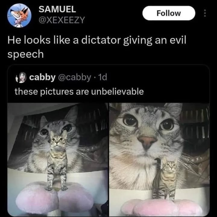 Punch Cat (@punchingcat) on Twitter photo 