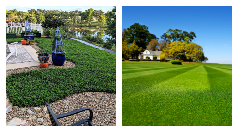 NightHelperBlog's tweet photo. Grass Seed vs. Miniclover: Which Lawn Option Is Right for You?
https://t.co/YcXsuwhKnV
#lawncare
#seeds
#grass
#landscape
#minicover
#outsidepride https://t.co/bU3BkhJF8y