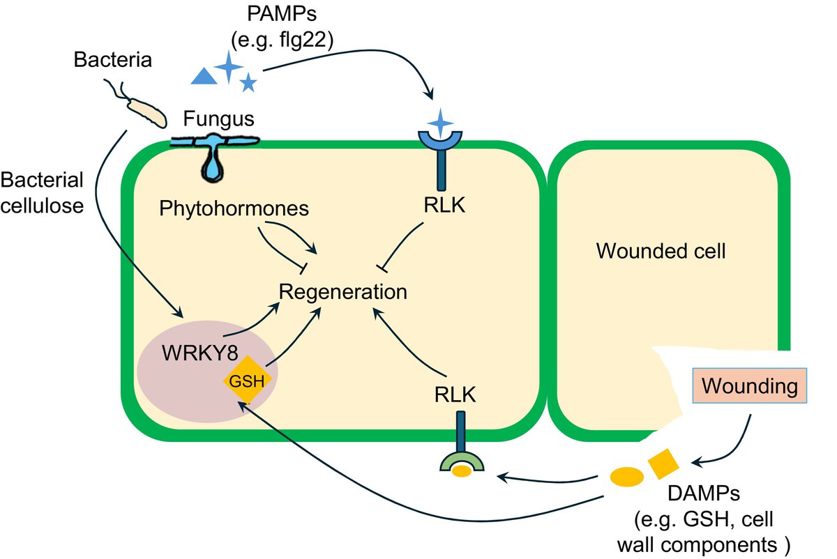 New Phytologist (@newphyt) on Twitter photo Regeneration and defense: unveiling the molecular interplay in #plants
A #ResearchReview by Dawei Xu & Li Yang
👇
📖 nph.onlinelibrary.wiley.com/doi/10.1111/np…
#LatestIssue <a href="/wileyplantsci/">Wiley Plant Science</a> Regeneration and defense: unveiling the molecular interplay in #plants
A #ResearchReview by Dawei Xu & Li Yang
👇
📖 nph.onlinelibrary.wiley.com/doi/10.1111/np…
#LatestIssue <a href="/wileyplantsci/">Wiley Plant Science</a>