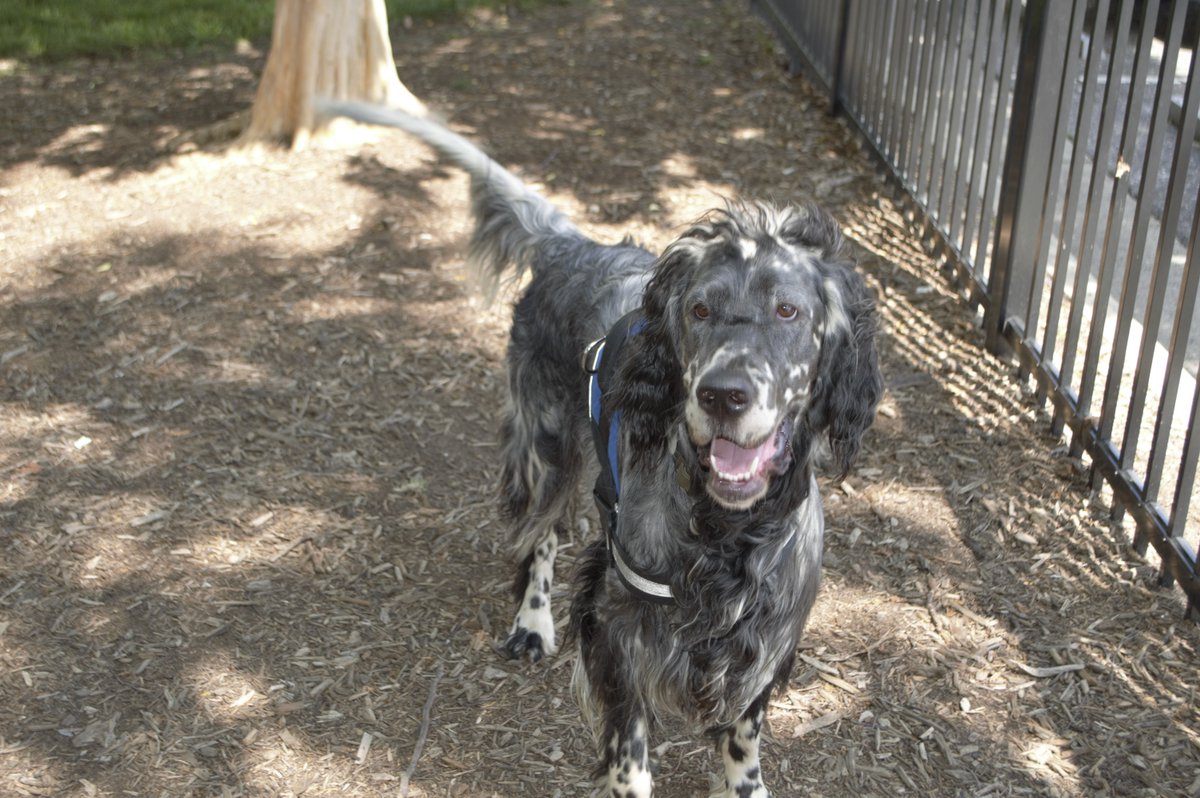 Caught in the act! 🐾
Jeb, our beloved office pup, was recently spotted enjoying the facility—and we have the proof! Big thanks to the City of Gastonia for capturing the moment.
Even our four-legged team members appreciate a well-designed space.