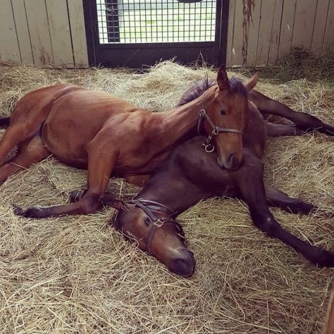 Even the best champagne still tastes like elderberry wine ¯\_(ツ)_/¯