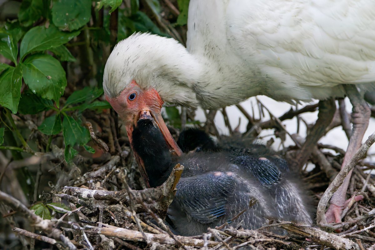 Gareth Bowes (@garbo69) on Twitter photo White Ibis feeding a chick. Ocean City, New Jersey last week. @wildlifeboston @njaudobon <a href="/WildlifeMag/">BBC Wildlife</a> #birdwatching #wildlife #bird_brilliance #NaturePhotography #ibis White Ibis feeding a chick. Ocean City, New Jersey last week. @wildlifeboston @njaudobon <a href="/WildlifeMag/">BBC Wildlife</a> #birdwatching #wildlife #bird_brilliance #NaturePhotography #ibis