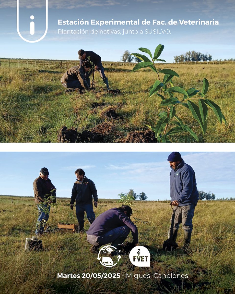 Participando de una nueva jornada en la Estación Experimental de Facultad de Veterinaria en Migues, Canelones.
Se realizó la plantación de 19 ejemplares de Guayubirá (Cordia americana) y 19 ejemplares de Angico (Parapiptadenia rigida), en un diseño alternado de 6 x 6 metros.