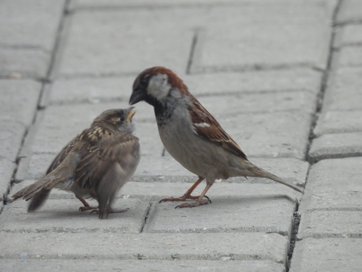 LifeOnSheppey tweet media