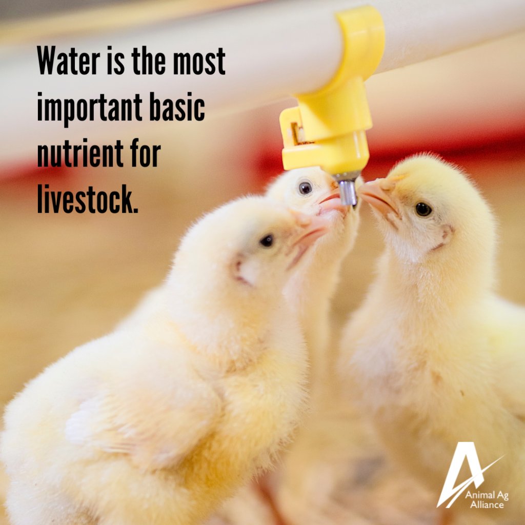 Water is crucial for body temperature regulation, growth, digestion and many other body functions. Farmers provide fresh, clean water to their animals 24 hours a day to ensure optimum health! 🐥 bit.ly/3kj4dS9
