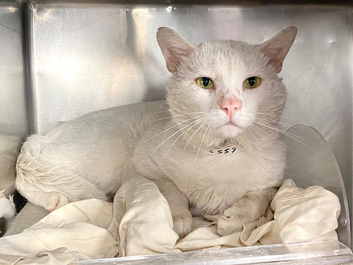 NYC's DEATH ROW CATS tweet media