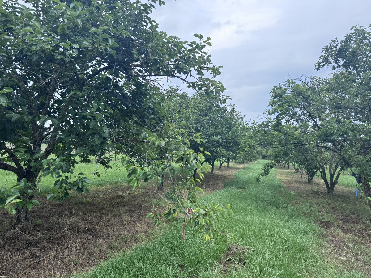 UF IFAS NFREC Fruit Physiology Lab (@fruitphysiology) on Twitter photo The persimmon variety evaluation block at Quincy is showing excellent fruit growth, with healthy trees, consistent sizing, and strong yields.
<a href="/UF_IFAS/">UF IFAS Solutions</a> <a href="/ufhorticulture/">UF/IFAS Horticultural Sciences</a> The persimmon variety evaluation block at Quincy is showing excellent fruit growth, with healthy trees, consistent sizing, and strong yields.
<a href="/UF_IFAS/">UF IFAS Solutions</a> <a href="/ufhorticulture/">UF/IFAS Horticultural Sciences</a>