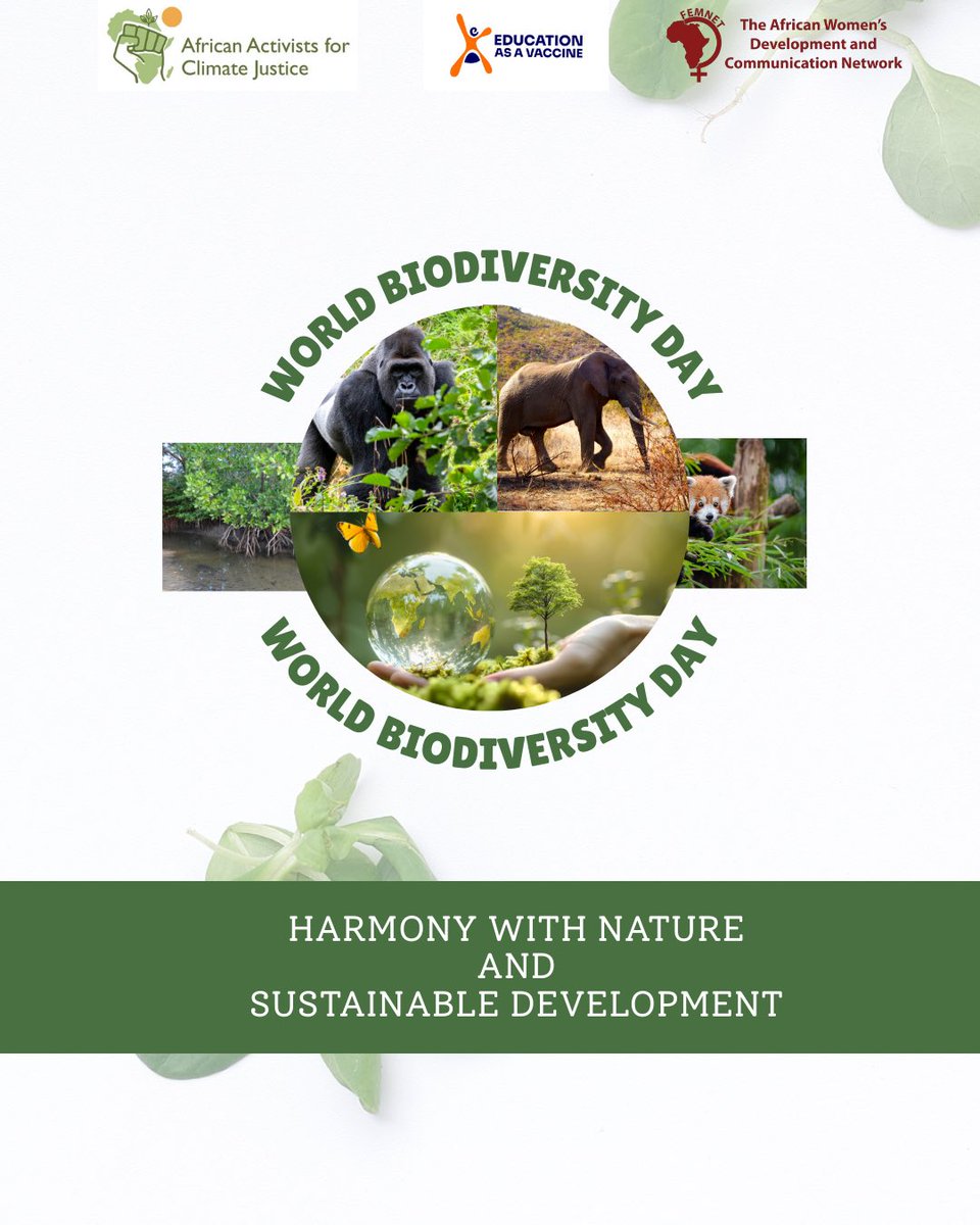 Our biodiversity is under threat &amp; women are bearing the brunt of its decline while also forging paths to restoration. On #WorldBiodiversityDay, our new article uncovers how this loss affects communities &amp; why every action counts.  
Read here: evanigeria.org/preserving-coa…

#AACJFSMA