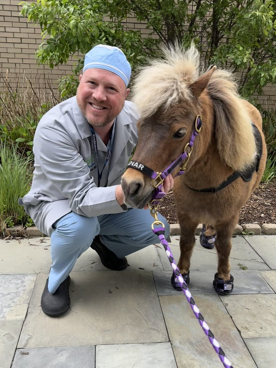 Soul Harbour Ranch (@soulharborranch) on Twitter photo Horses + Hospitals = Healing ❤️‍🩹 Our registered <a href="/pet_partners/">Pet Partners</a> therapy horses Lunar, Grace & Buttercup WOW’d everyone at Northwest Community Hospital with their kindness and adorable shoes! 💙 We look forward to visiting a different <a href="/EndeavorHlth/">Endeavor Health</a> Hospital every month! Horses + Hospitals = Healing ❤️‍🩹 Our registered <a href="/pet_partners/">Pet Partners</a> therapy horses Lunar, Grace & Buttercup WOW’d everyone at Northwest Community Hospital with their kindness and adorable shoes! 💙 We look forward to visiting a different <a href="/EndeavorHlth/">Endeavor Health</a> Hospital every month!