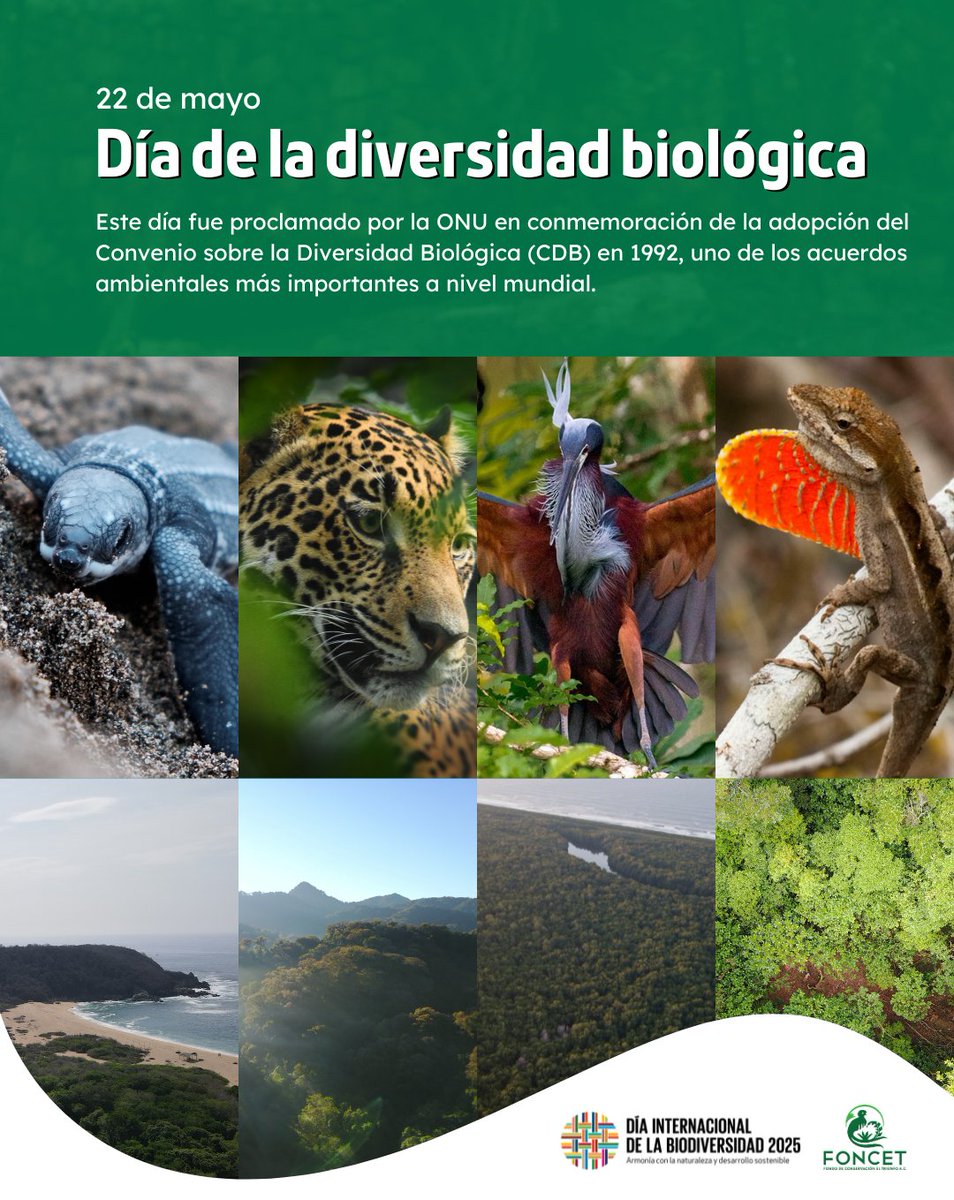 Día de la diversidad biológica  

La diversidad biológica o biodiversidad es la variedad de animales, plantas y microorganismos existentes, incluyendo las diferencias genéticas dentro de cada especie.
