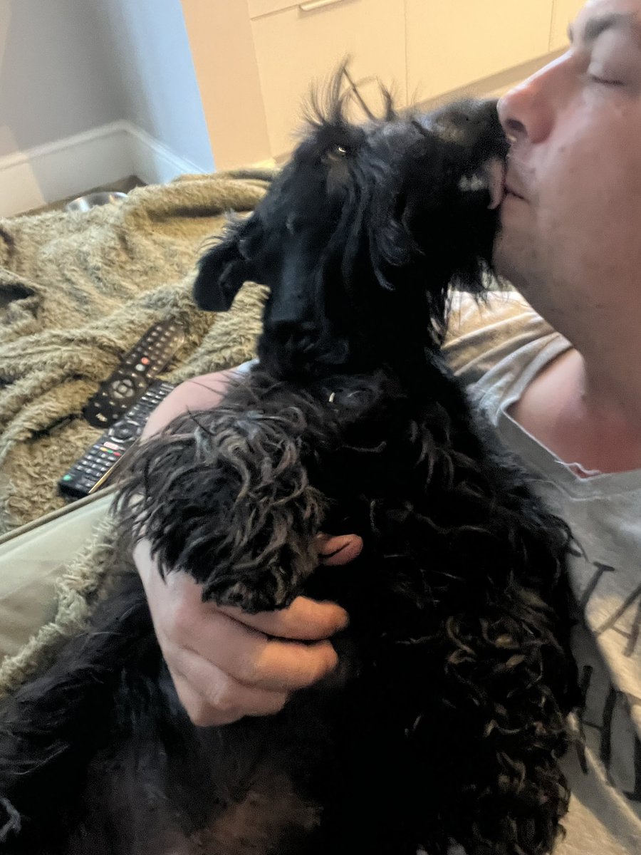 littlewood_mark's tweet image. There’s really nothing better than Scottie cuddles 🥰❤️

#ScottishTerrier #BigBaby #Snuggles