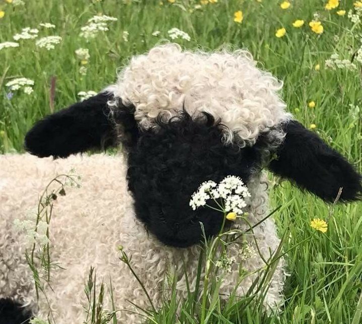 im jusst sooo grateful for my community 🥺 sheep appreciates u giys a lot oki.. 🐏🐏