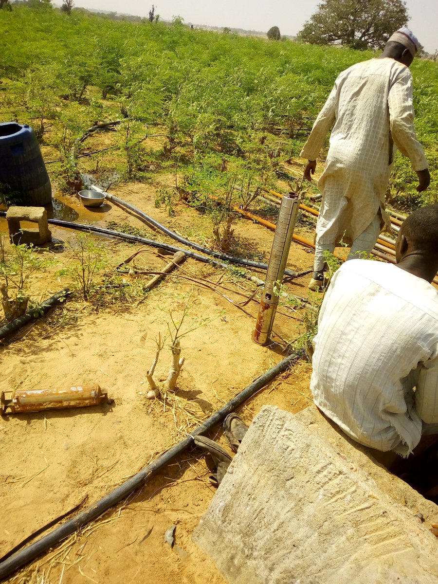 city_farmer1's tweet photo. Sometimes around 2017, Bakura LGA in Zamfara State was a peaceful community where the main concerns were reptiles, scorpions, and elephants from the nearby forest. 

May Allah bring us peace. https://t.co/8kLkLfdBjV