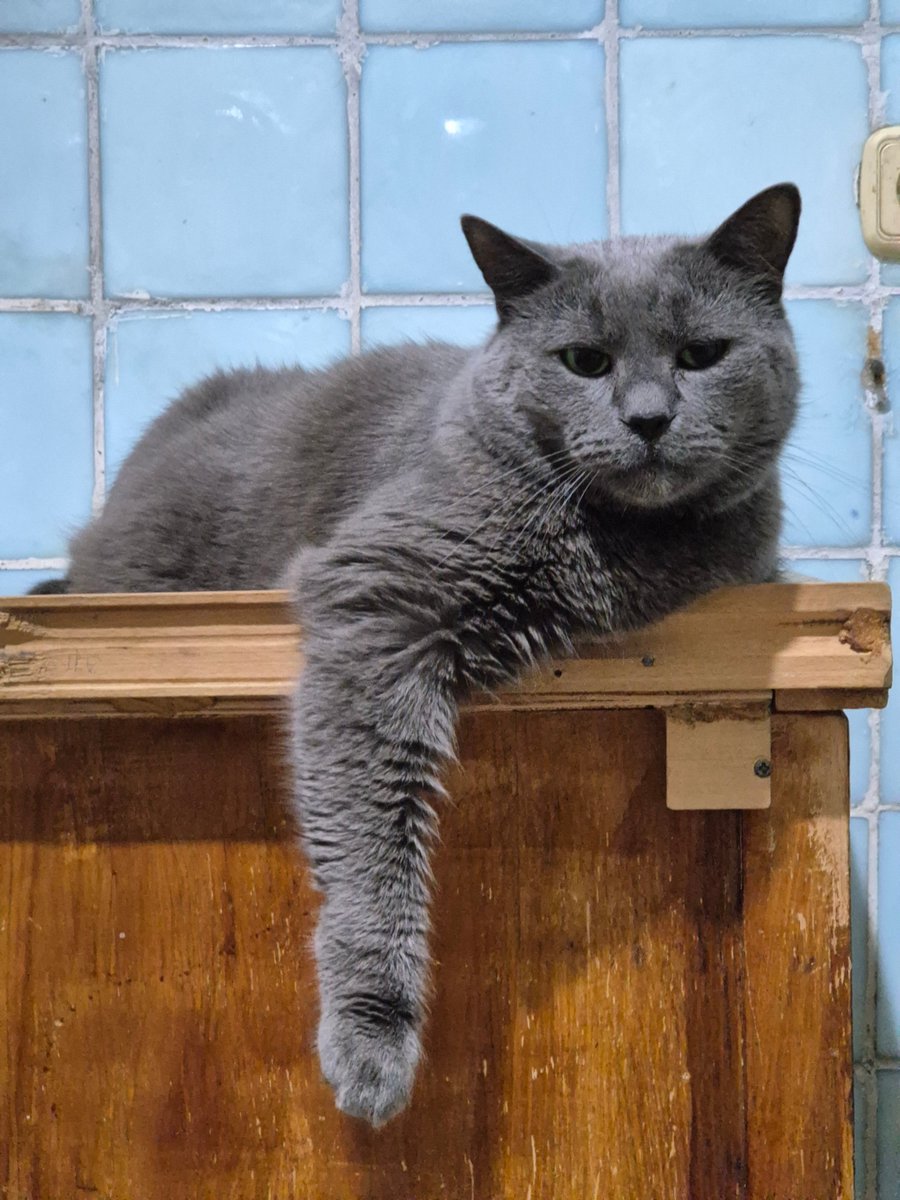 Вечер в хату! 
#ПриемныеКотики