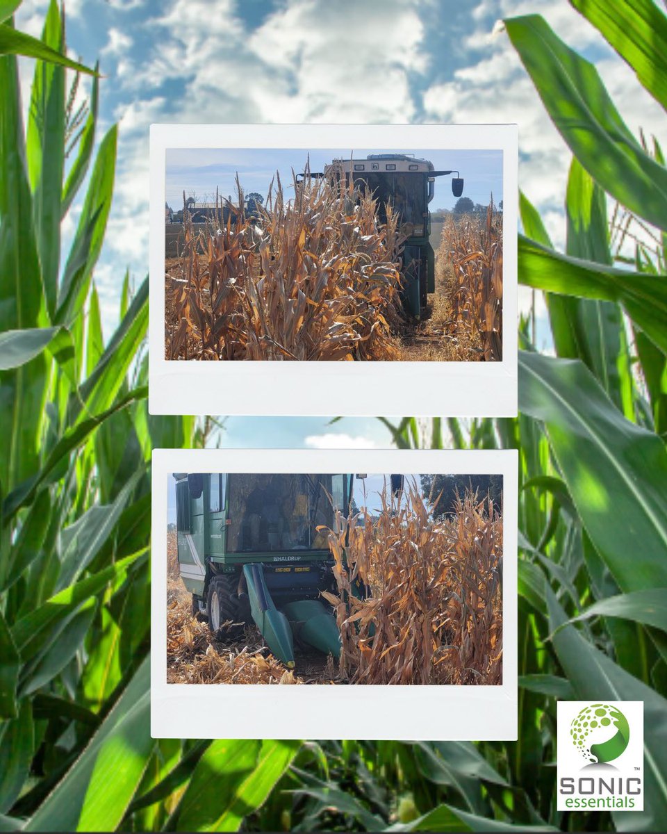 Harvest of the corn trials took place yesterday.