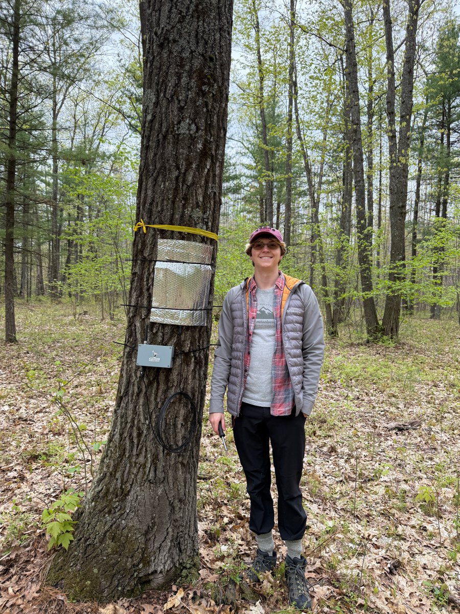 The sap flow sensors are up and already transmitting data! We're super proud of Ethan Wachendorf for designing and leading this experiment. Excited to see the effect of sap flow rate on disease progression and vice versa. #oakwilt #sapflow #transpiration #wilt