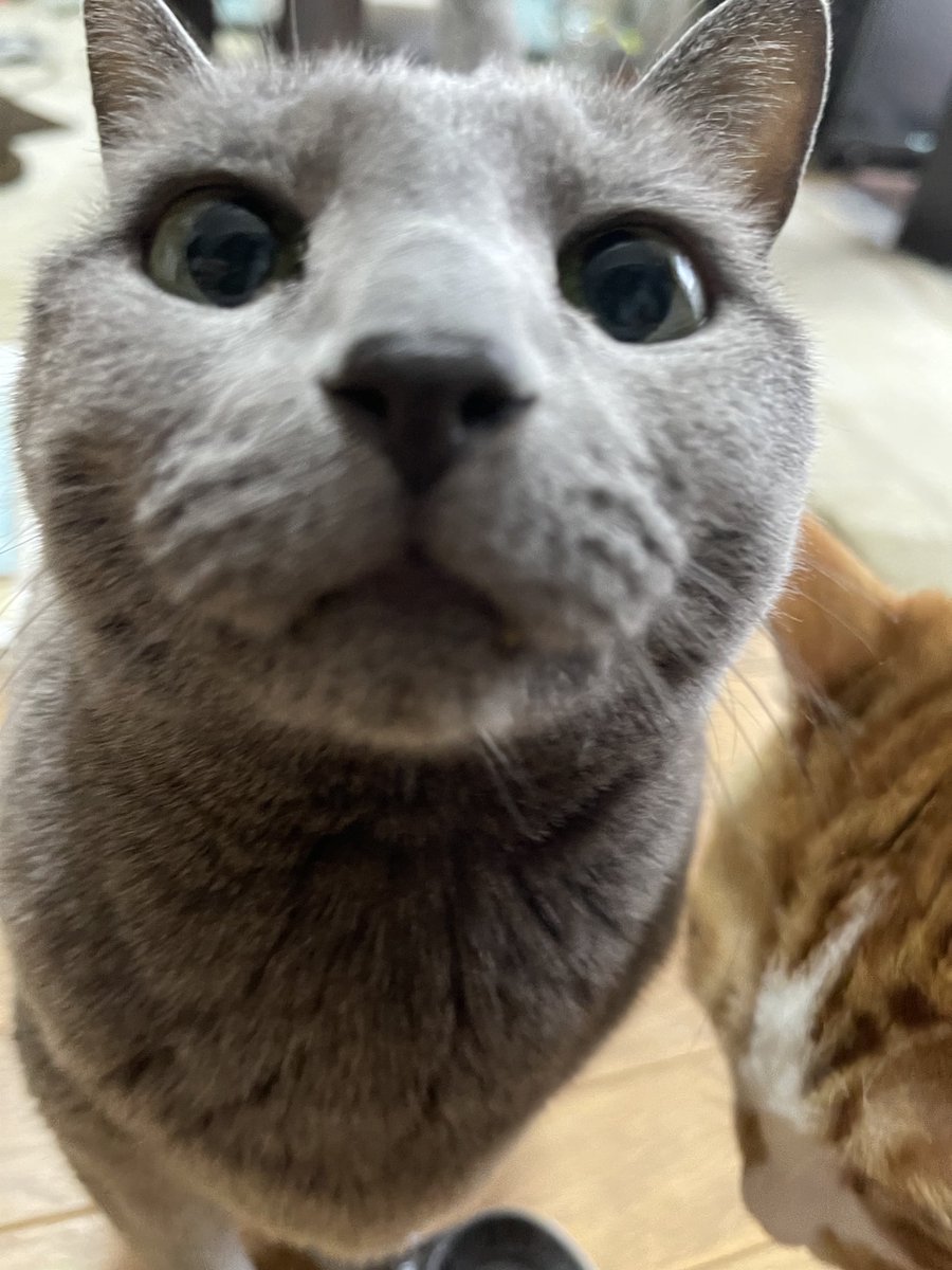 rinrin7481's tweet image. おはようございます😊😼😸
どんより金曜日〜
5月ももうすぐ終わっちゃいます💦
もうすぐ暑い夏が来る〜
今がちょーど良い時期かな…
ニャンズもそう⁉️言ってる🙀

本日も宜しくお願い致します🤗✨