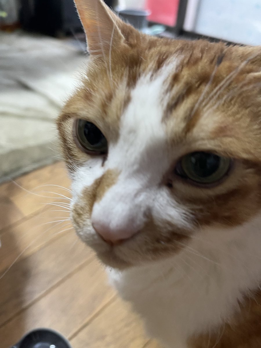 rinrin7481's tweet image. おはようございます😊😼😸
どんより金曜日〜
5月ももうすぐ終わっちゃいます💦
もうすぐ暑い夏が来る〜
今がちょーど良い時期かな…
ニャンズもそう⁉️言ってる🙀

本日も宜しくお願い致します🤗✨