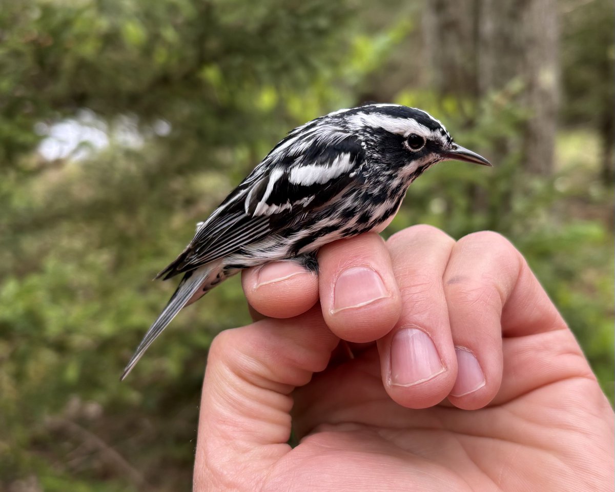 Dan Baldassarre tweet media