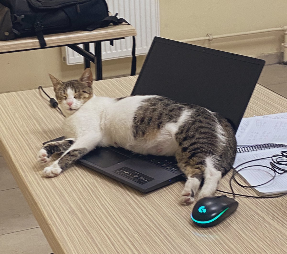 M_emin2525's tweet photo. Sen çalışma ben çalışırım dercesine🤔
#kedi https://t.co/Xm9CeVbB6p