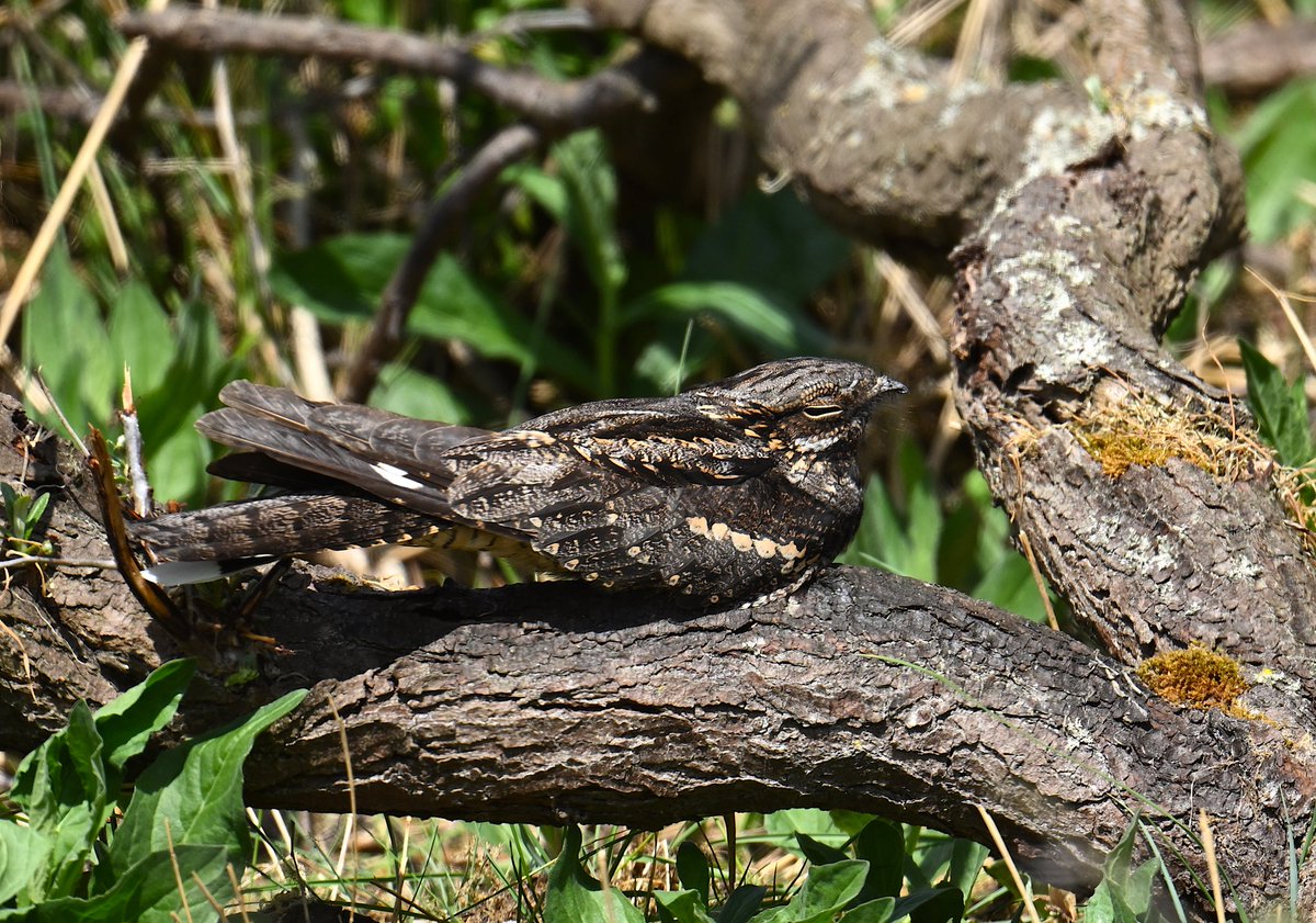 Roger Hackney tweet media