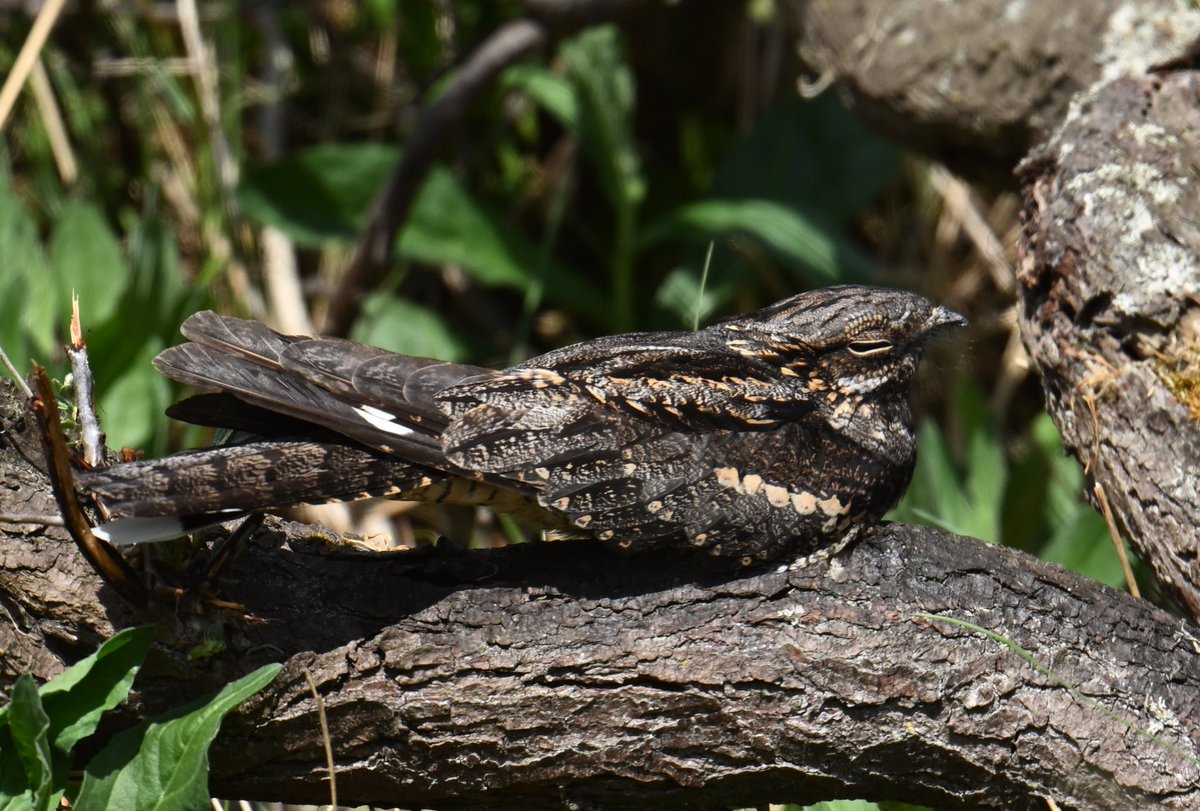 Roger Hackney tweet media