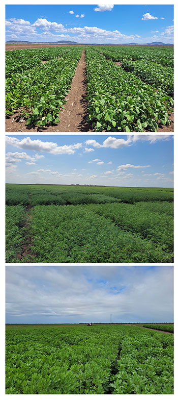 theGRDC's tweet image. When it comes to Aussie-grown #pulses, one market dominates production – the export market for unprocessed grain.

@VicGovAg’s Dr Cassandra Walker is working to create the foundations needed to develop more diverse end-use markets for 6 pulses – #lentils, #chickpeas, #fieldpeas,