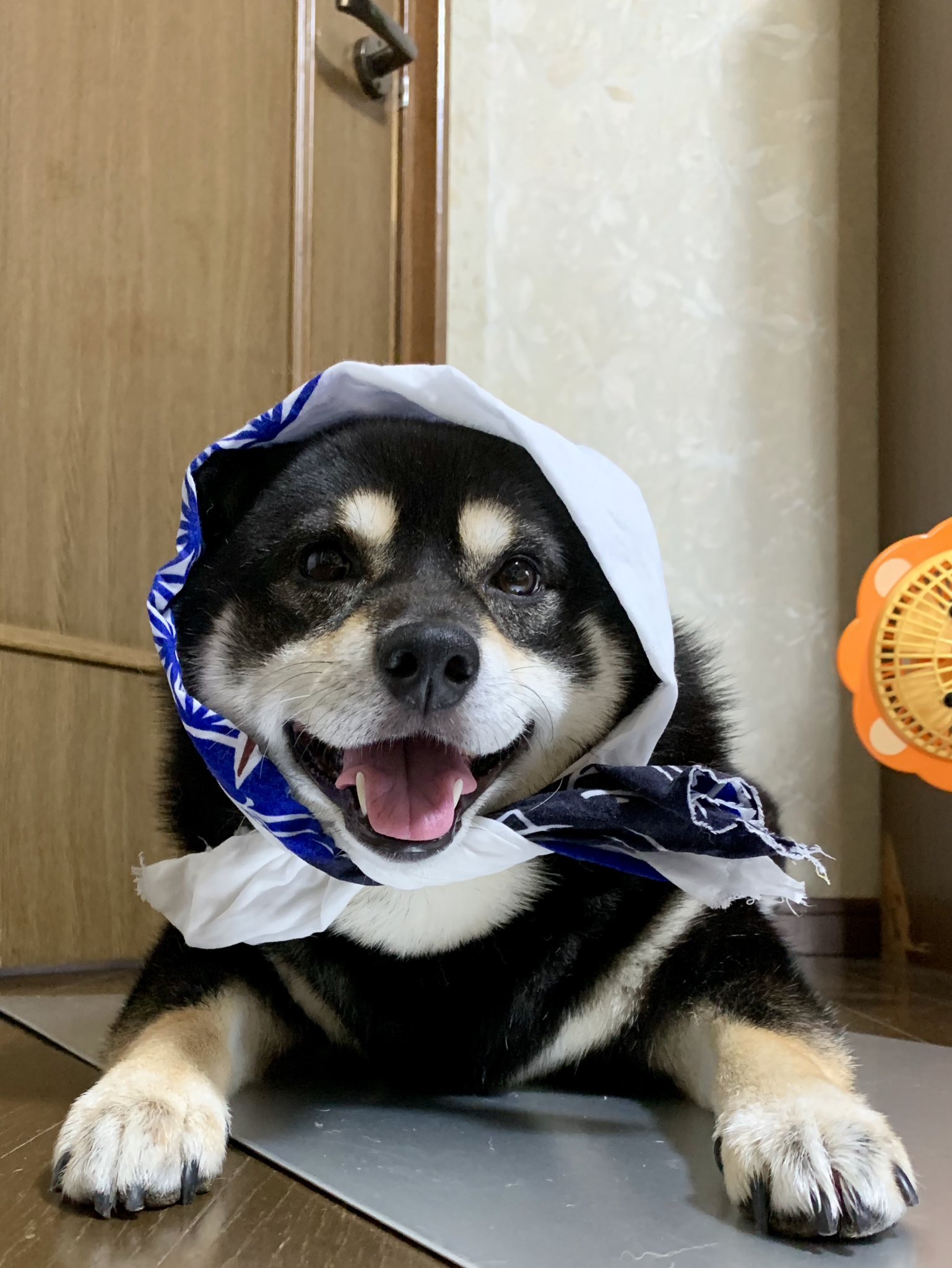 Amazon | ペティオ (Petio) 変身着ぐるみウェア 犬用 浦島太郎 M
