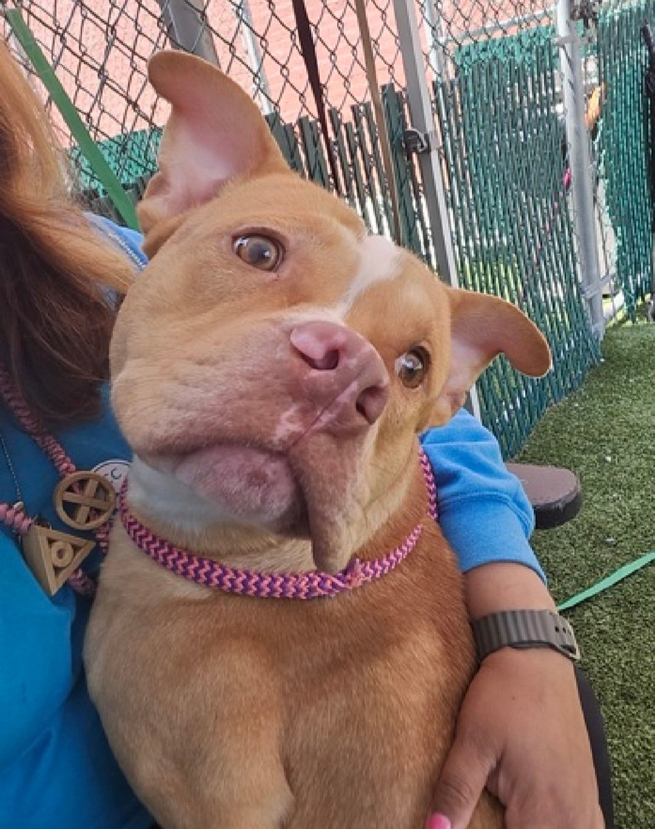 Spice 226871
Listed TBK 5/24
#NYCACC #RescueOnly 
An adorable 1 yr old boy, a puppy 🐶 
Tense, tucked tail in care
Avoidant of handlers 
Needs all adult home 
Save Spice!
nycacc.app/browse/226871
#Pledge4Rescue #foster #adopt