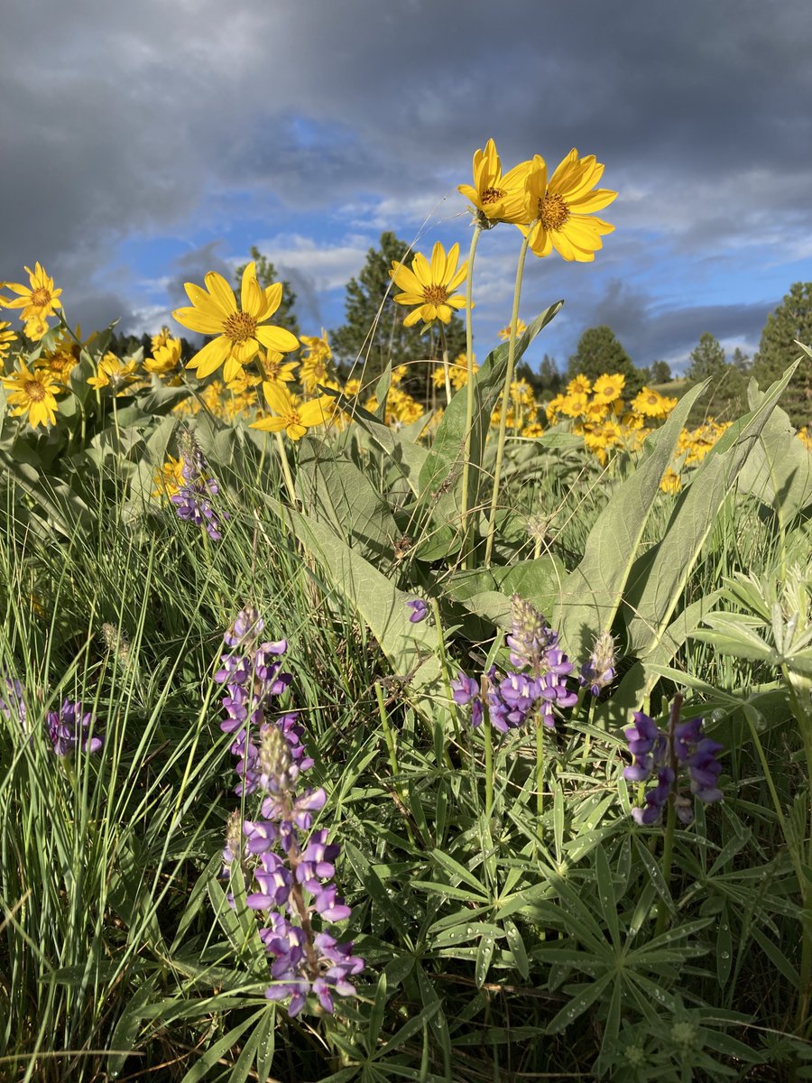 MTWhiskeyCo's tweet photo. It’s that time of year. The arrowleaf balsamroot, lupine, and Indian paintbrush are popping. Get outside and have a great weekend, folks. https://t.co/mSTyoCZ2KQ
#GlassContainerProhibited
#EnjoyResponsibly
#BlackfootRiverBourbon
#dropitinthecooler
#tossitinthesaddlebag https://t.co/k7zILMICTn