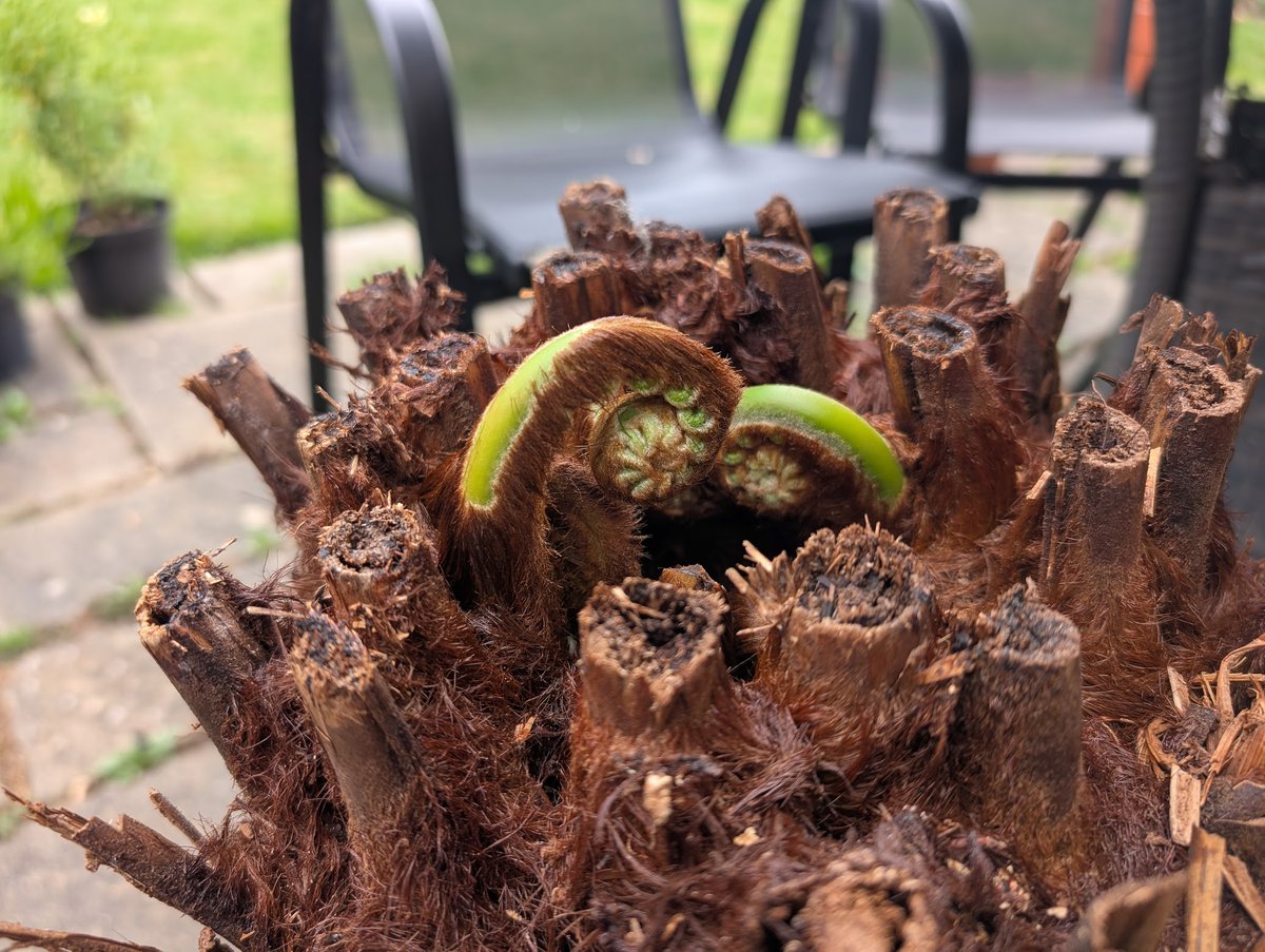 Working on adding some new plant species to #Shorticulture ahead of #NGF (6 days and counting). Looking to my own garden for inspiration I saw some new throngs getting ready to unfurl on this fern tree. Definitely going to use that idea.#indiegame #indiedev #ngf25