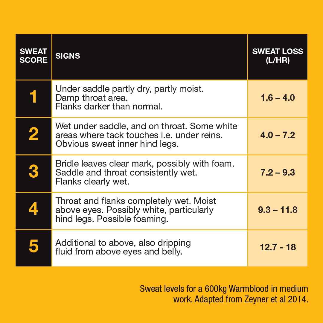 💧 Are you replacing sweat losses correctly? 💧

Do you want to know when and how to replace those essential sweat losses for maximum recovery? Visit: bit.ly/4kiX128
