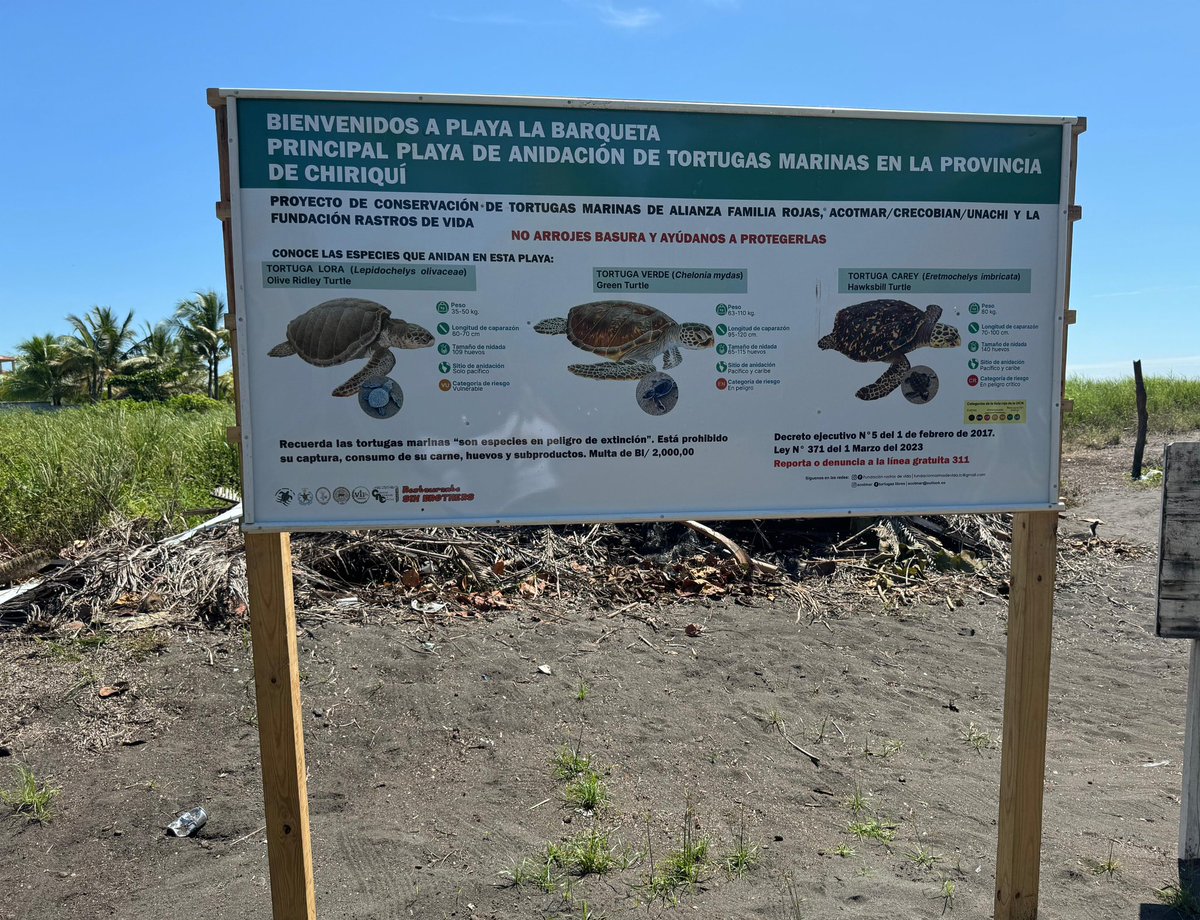 Este mes inicia el desove de tortugas marinas y creamos un nuevo vivero en el Refugio de Vida Silvestre La Barqueta Agrícola, Chiriquí. Tendrá capacidad para resguardar 400 nidadas, cada una con un aproximado de 80 a 100 huevos.