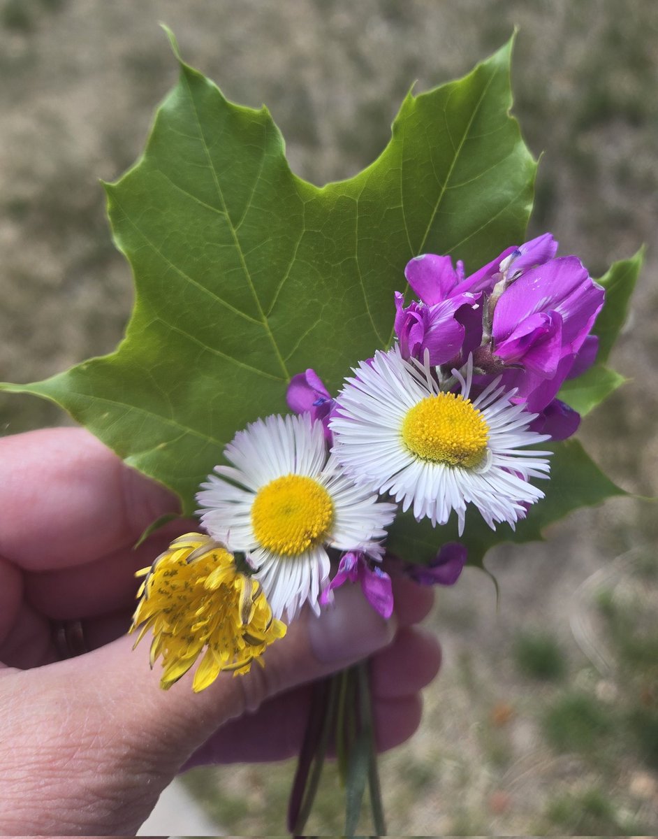 spacecookiemom's tweet image. My daughter saw grounds keepers weeding/mowing a ditch near our house, so she picked some flowers before they were ruined, and brought me a little bouquet. 🤗
Dandelion, fleabane, milkvetch, and a maple leaf. 💜💚🤍💛
#motherhood 
#Mayflowers