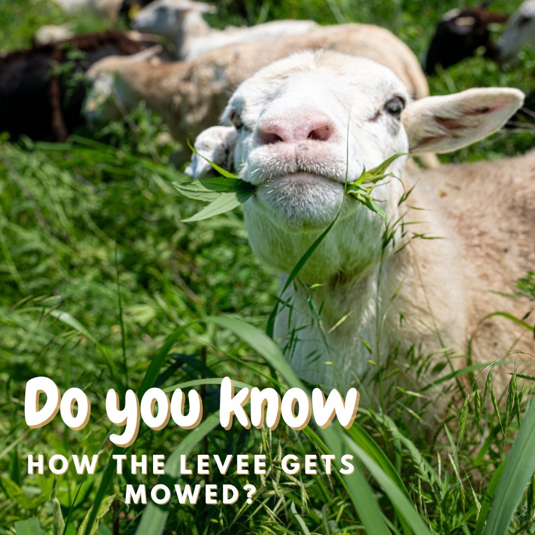 The Chew Crew is back this summer, hard at work on the Levee! We've partnered with the Nashville Chew Crew over the past few years to assist with vegetation control on the Metro Center Levee. If you see them while walking the Greenway, say hi to these hard (and cute) workers!