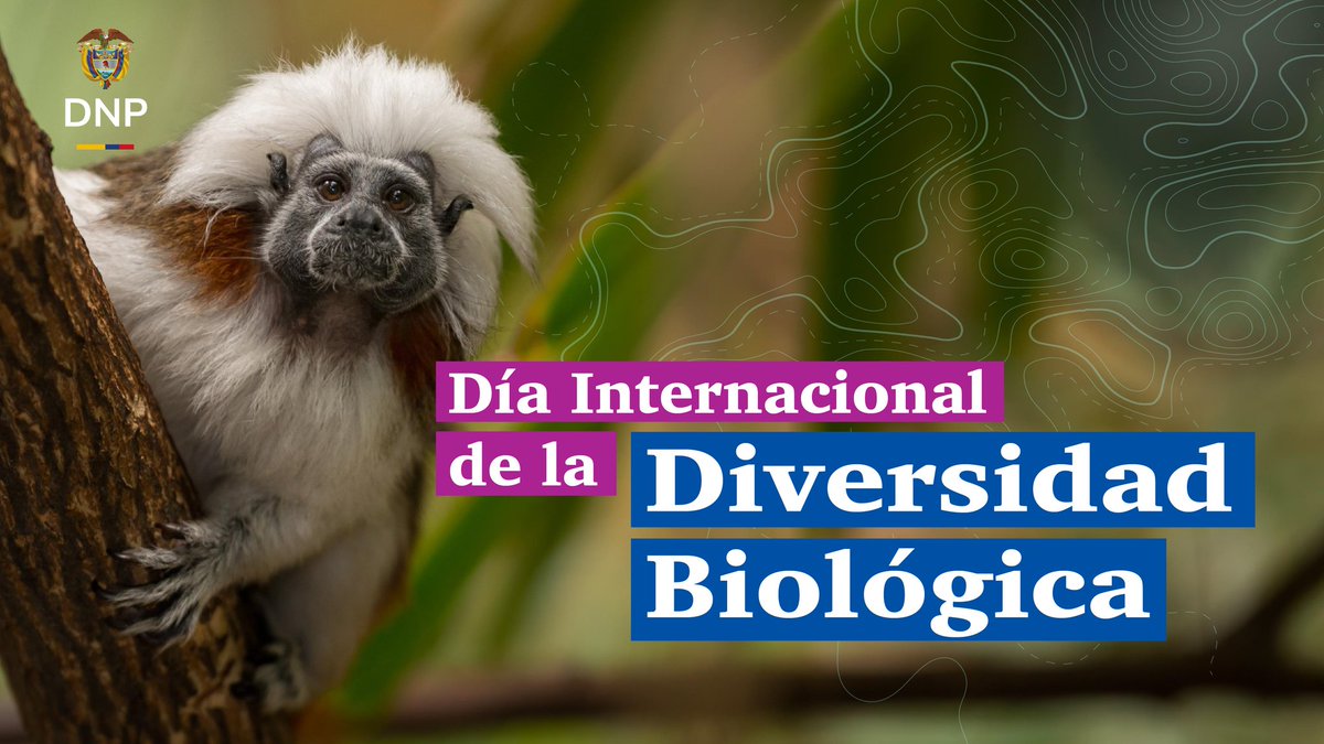 🦥🐝🐋 Hoy, en el #DíaInternacionalDeLaDiversidadBiológica celebramos que Colombia es un país de riqueza 🇨🇴. 

🌳 Con cerca de 50 millones de hectáreas en áreas protegidas, más de 79 mil especies registradas y más de 8 mil endémicas, somos el 2o. país más biodiverso del mundo.