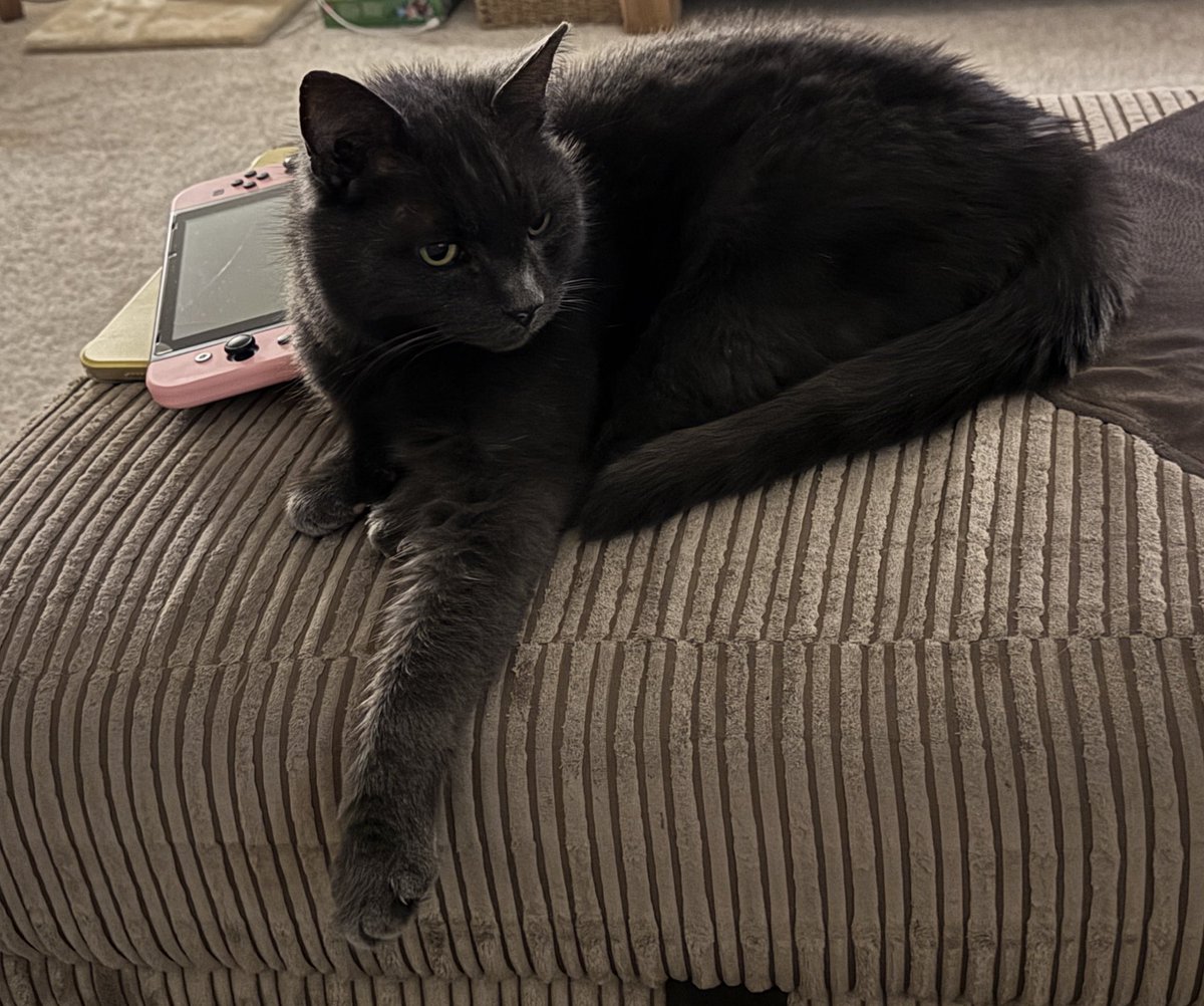 Klinkguin's tweet photo. This boy crossed the rainbow bridge today. I will forever love and miss you 🥺🥺🥺 https://t.co/pP1Lw6Jq5b