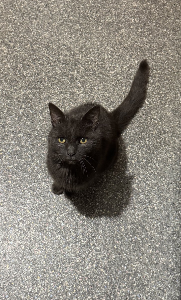 This boy crossed the rainbow bridge today. I will forever love and miss you 🥺🥺🥺