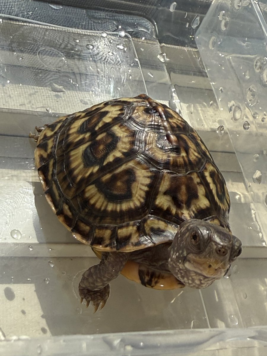 5月23日世界カメの日🐢
 #トウブハコガメ