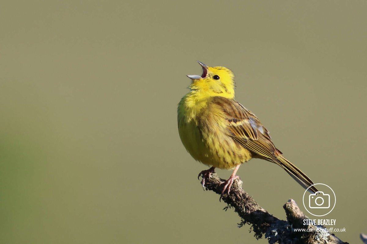 Steve Beazley (@mrliskatraz) on Twitter photo Yellowhammer on Bodmin Moor this evening.
<a href="/CBWPS1/">Cornwall Birds</a> <a href="/BTO_Cornwall/">British Trust for Ornithology in Cornwall 〓〓</a>
#NatureLovers #canonphotography #NaturePhotography #birds #birding #wildlifephotography #cornishstuff #Cornwall Yellowhammer on Bodmin Moor this evening.
<a href="/CBWPS1/">Cornwall Birds</a> <a href="/BTO_Cornwall/">British Trust for Ornithology in Cornwall 〓〓</a>
#NatureLovers #canonphotography #NaturePhotography #birds #birding #wildlifephotography #cornishstuff #Cornwall